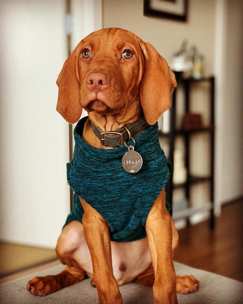 Gooby - Gilet in Pile per Cani di Piccola Taglia