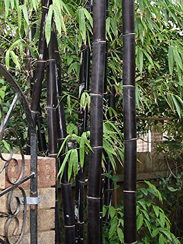 50 Timor Black Bamboo Seeds | Privacy Seed Garden Clumping Exotic Shade Screen #TOP4