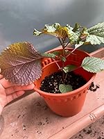 Vista 6 de Gaea's Blessing Semillas de Shiso coreanas (Perilla), semillas tradicionales sin OMG con instrucciones de siembra fáciles de seguir, perilla