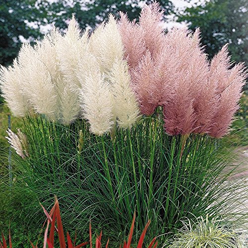 COMBO BLANC & ROSE CORTADERIA SELLOANA HERBE DE PAMPAS AVEC POT PUMILA GRAND DÉCORATIF
