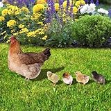 Toddmomy Chicken Yard Art Garden Stake 5pcs Realistic Lifelike Hen and Chicks Yard Sign Poultry Rooster Statue Farm Animals Sculpture for Garden Lawn Yard Outdoor Decor - Image 3