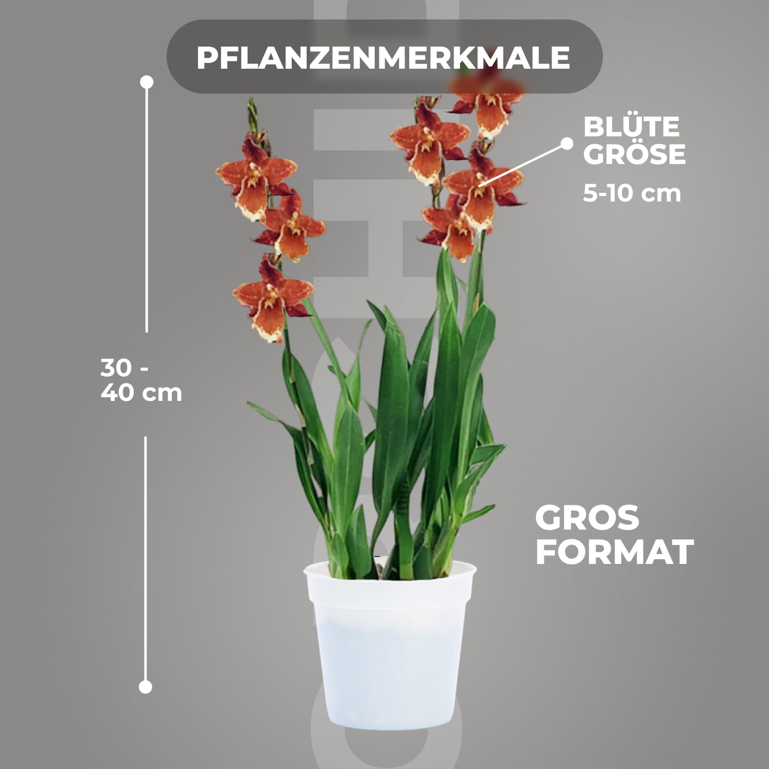 Echte Wilsonara Inferno Orchideen. 2 große Zimmerpflanzen aus Holland. 30-40 cm hoch mit Blüten und leicht duftend.(keine künstliche Orchidee, ohne Dünger und Topf, kein Samen und nicht winterhart)