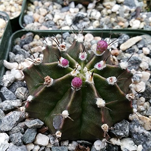 Gymnocalycium Friedrichii Cactus Cacti Succulent Real Live Plant #TOP3