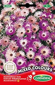 Germisem Mittagsblume EC1564 Samenpaket Mehrfarbig