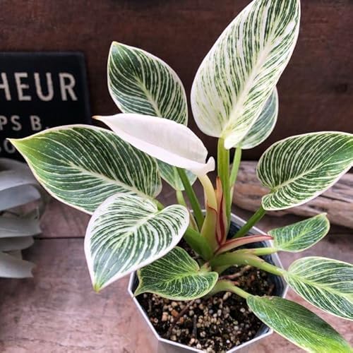 ノーブランド品 フィロデンドロン バーキン 希少 斑入り 観葉植物のサムネイル