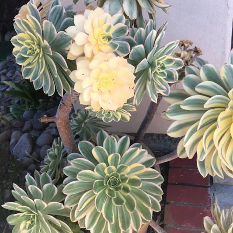 Miniatura 5 de Sun Aeonium - Planta viva suculenta en maceta de 4 pulgadas, planta viva suculenta roseta para cultivo en interiores y exteriores