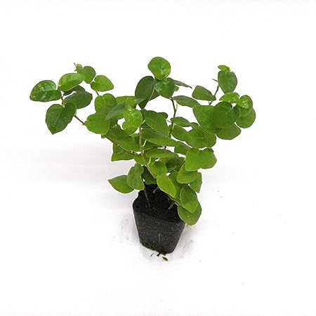 Amazon ミドリエデザイン 土を使わない 観葉植物 パフカル苗 交換苗 フィカス プミラ グリーン 観葉植物 オンライン通販 Amazon ミドリエデザイン 土を使わない 観葉植物 パフカル苗 交換苗 フィカス プミラ グリーン 観葉植物 オンライン通販