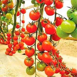 GL Seeds Tomato Red Vine Grape French Indeterminate Grozdeva Heirloom for Planting Non GMO
