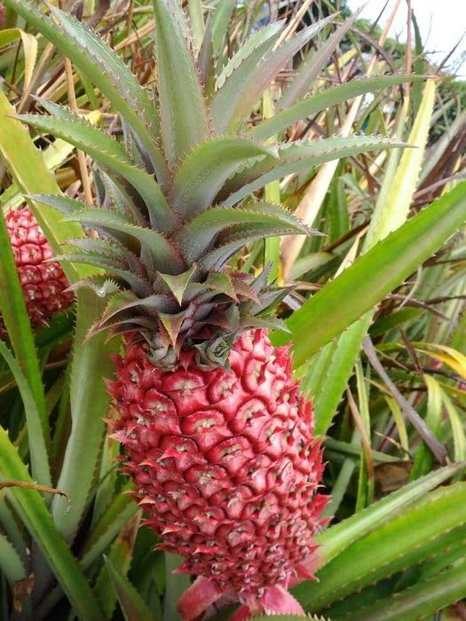 Creative Farmer Brown Pineapple Live Fruit Plant - Pot Variety Healthy For Terrace Garden Pine Apple (B0C7VMMZ3H) Amazon Price History, Amazon Price Tracker