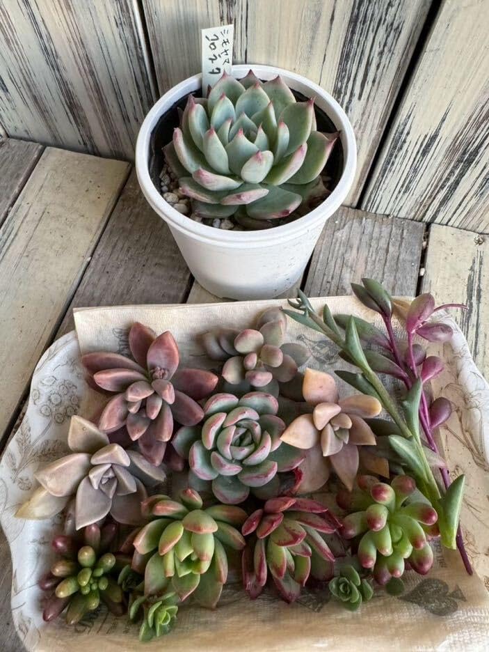 Amazon.co.jp: 多肉植物 寄せ植え エケベリア 抜き苗シモヤマ