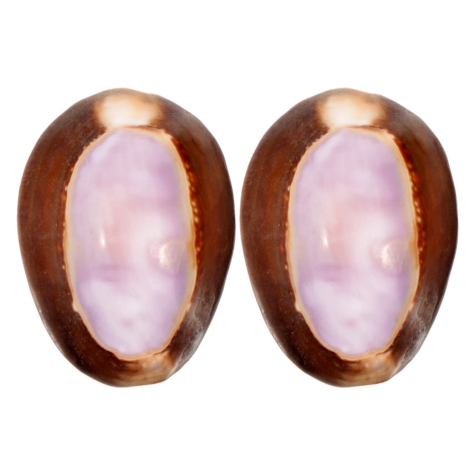 Toddmomy 2pcs Conch Shell 3cm Seashells Natural Specimen Conch for Display Collectible Figurines Fish Tank Wedding Decor Beach Theme Party Home Decorations