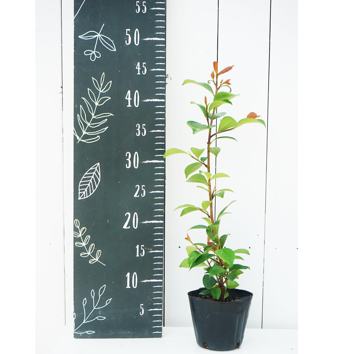 本榊 苗木10本 真榊 榊 さかき サカキ 本榊 苗木10本 真榊 榊 さかき サカキ