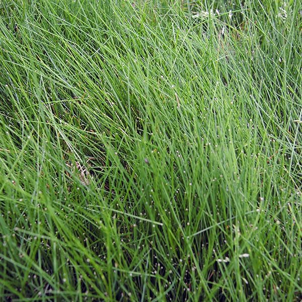 Miniatura 2 de Outsidepride Festuca fina dura, de bajo crecimiento, tolerante a la sequía, tolerante a la sombra, césped, semillas de césped - 10 libras