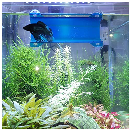 Image of Betta Tunnel (Translucent Lagoon Blue) - Aquarium Fish Tunnel