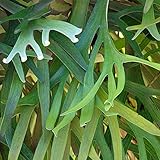 Semi di GERMINAZIONE: Vinaigrier Helecho Playtcerium bifurcatum 'Países Bajos' - Planta en vivo