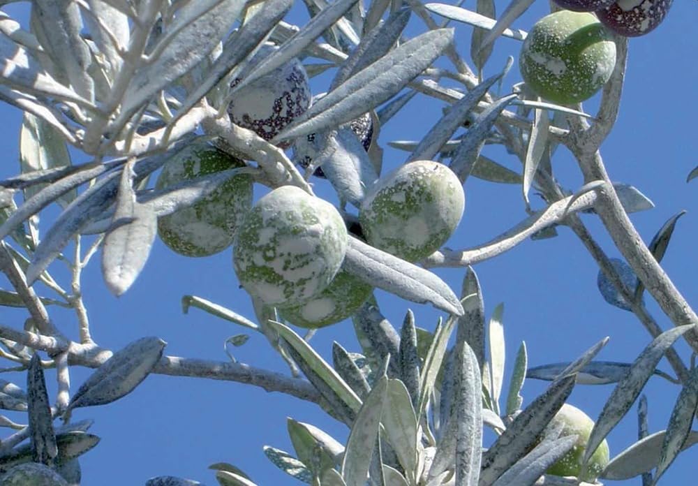 Ossian Caolino Micronizzato per Piante 10 KG – Polvere Naturale Biologica – Protezione contro Mosca dell’Olivo, Insetti e Parassiti – Agricoltura Biologica