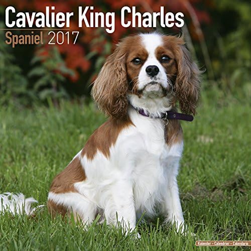 Cavalier King Charles Spaniel Calendar 2017 - Dog Breed Calendars - 2016 - 2017 wall calendars - 16 Month by Avonside