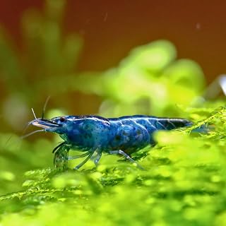 ブルーベルベット・シュリンプ 1cm±｜淡水エビ・ヌマエビの仲間｜濃い藍色の美しい小型シュリンプ｜水草水槽のコケ取りに｜Neocaridina davidi｜MASUKO出荷｜ (3匹)