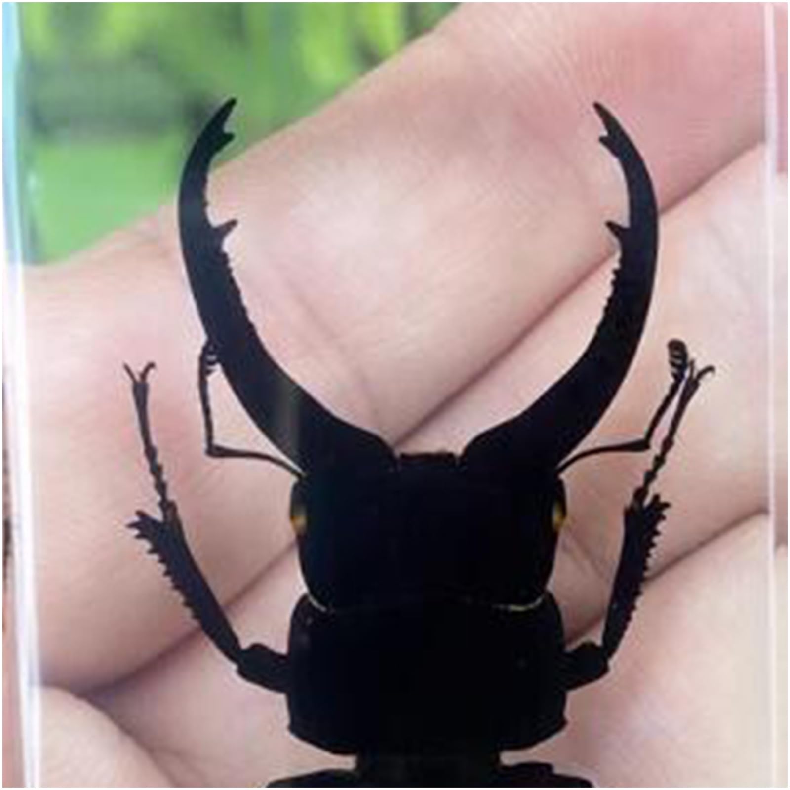 Véritable cerf-Volant spécimens Presse-papiers résine spécimen d'insectes naturels Collection pour Les Enfants Divers préservés en résine Science Classe spécimens