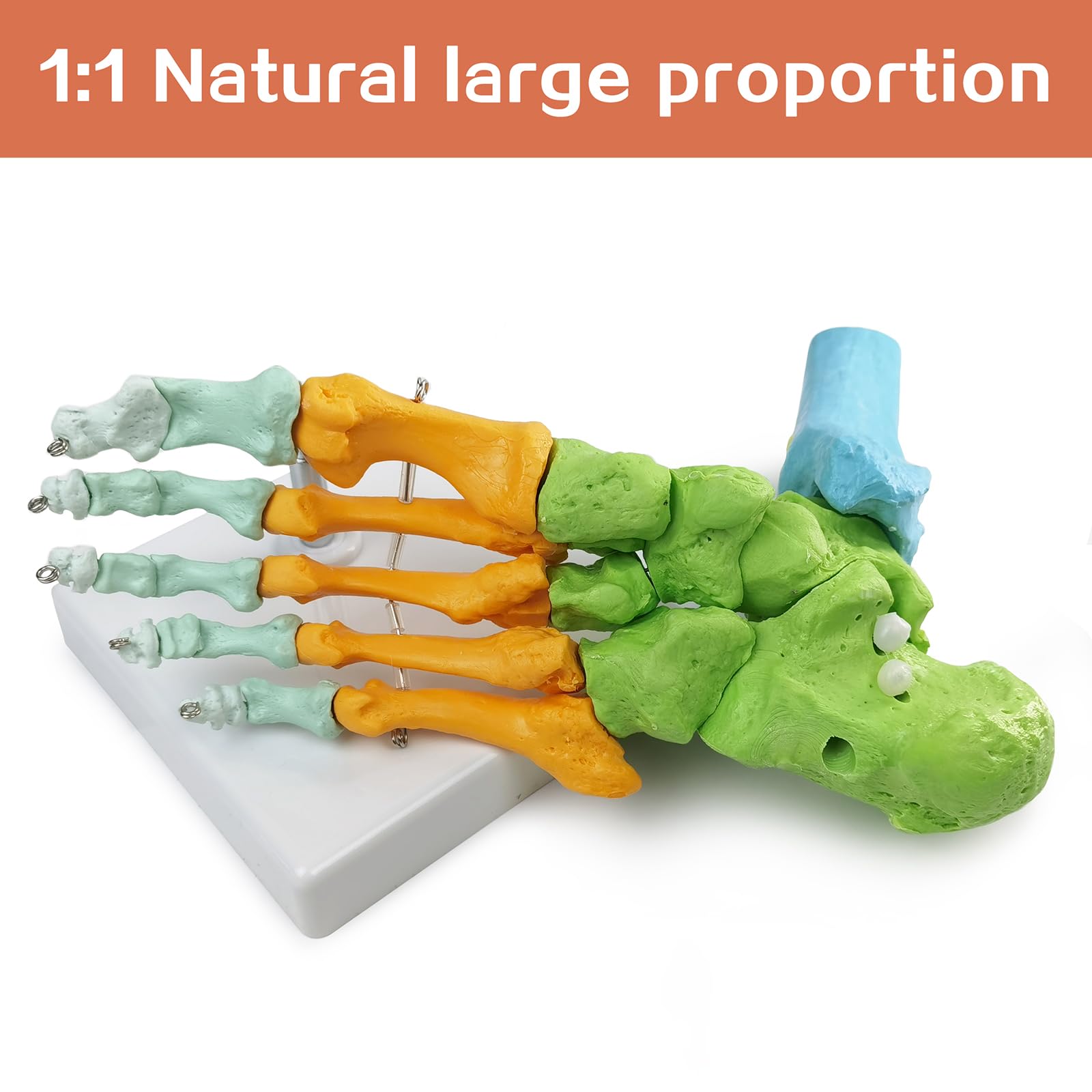 Modelo Anatómico De Pie Derecho Humano, Completamente Articulado, 1:1 | EVOTECH SCIENTIFIC Modelo Anatómico De Pie, Adecuado Para El Aprendizaje De Anatomía, Educación Y Demostración Didáctica
