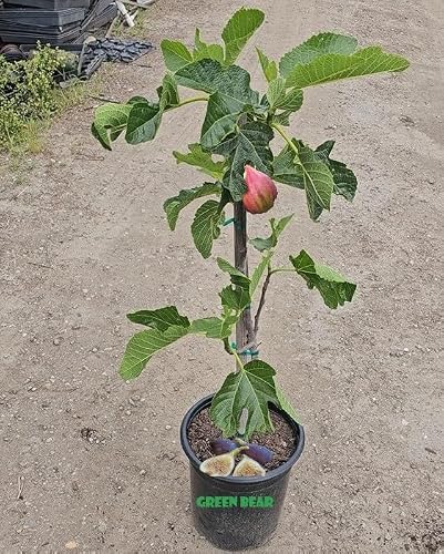 Osborne Prolific Fig Fruit Tree image