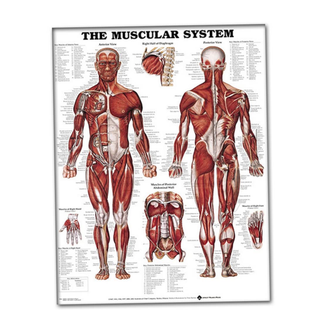 Buy DierCosy Science Education Charts, Silk Cloth Muscular System Wall