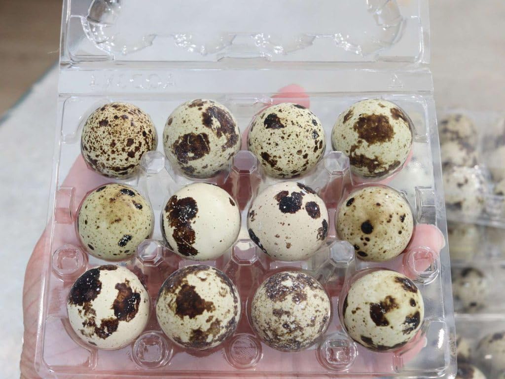 NWQUAILFARM Fresh & Tasty Organic Non-GMO Jumbo Quail Eggs (Two Dozen, 24)
