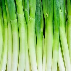 長ねぎ 業務用 約10kg（5kg×2箱）約80本 Lサイズ｜中国産 白ネギ｜太くて長さが均一で使いやすい長葱｜鮮度優先の一貫管理体制｜安心・安全・安定供給を実現｜四季の広場厳選｜飲食店様応援価格｜業務用まとめ買いおすすめ｜冷蔵便込・国内検品