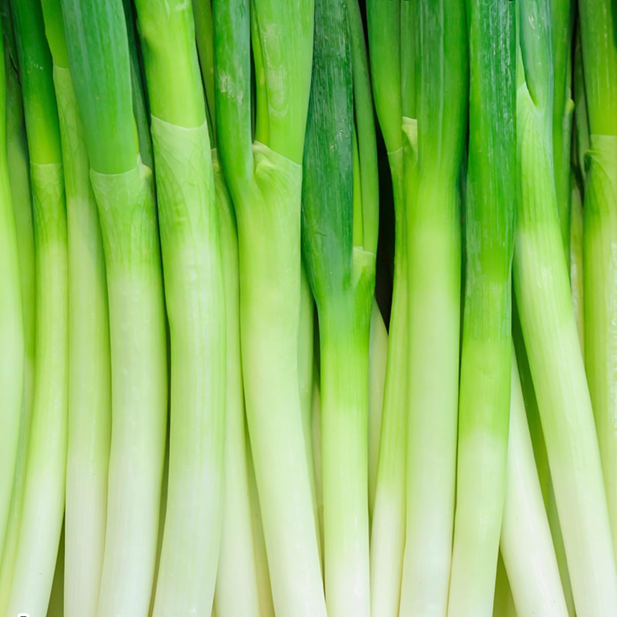 Amazon | 長ねぎ ネギ 業務用 20kg（5kg×4箱）160本前後入 L~2Lサイズ  