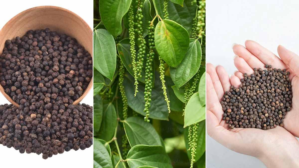 Rare Bush Pepper Live Plant, Dwarf Black pepper 1 Healthy Live Plant On poly Bag (B0CPTC3SXV) Amazon Price History, Amazon Price Tracker