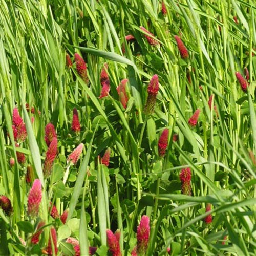 Outsidepride Gardenway Cover Crop Seeds - 50 lbs Fast Growing Easy to Establish Nutrient-Rich Mix for Soil Health & Home Gardens - Mixture of Triticale Peas Vetch Annual Ryegrass Crimson Clover