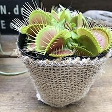 ハエトリ草 3号 大 助かる 食虫植物 観葉植物 インテリア