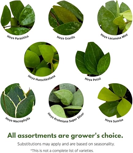 Miniatura 3 de BubbleBlooms Hoya Surtido variado de 2 pulgadas, juego de 4 Grower's Choice Live Potted Premium Collection