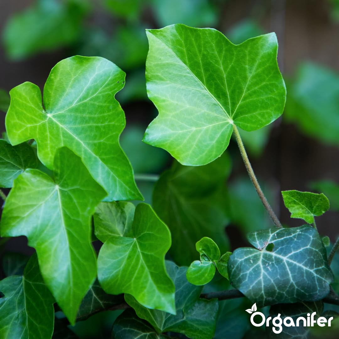 Fertilizante Líquido - 10L - Para Hiedra - NPK 2-1-8 | Crecimiento Saludable Y Plantas Robustas - Organifer