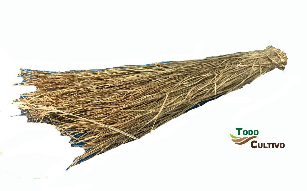 Todocultivo Sparte Naturel pilée ou aplastado. 75. Longueur – 600 grammes de Poids