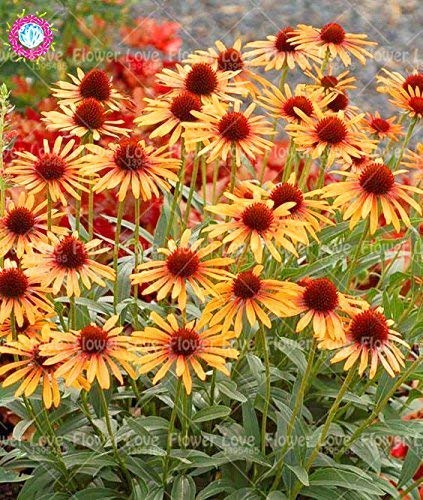 Amazon.co.jp: スワングリーン7：50PCSレアオレンジエキナセアの種