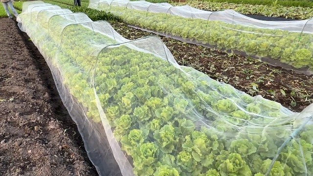 Filet De Jardin En Aille Ultra Fine De 3 X 11,4 Pour Protection