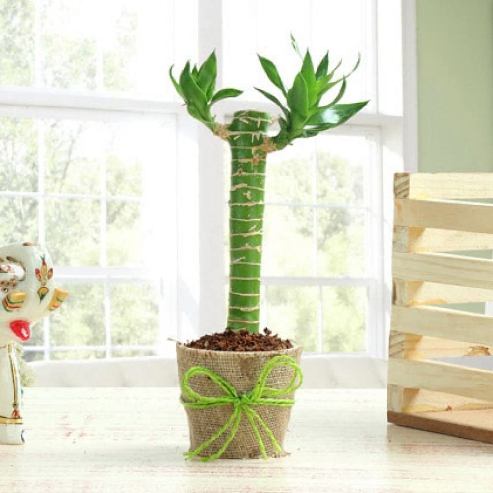 U9G Lotus Bamboo Live Plants | Green Lucky Bamboo Plant | Bonsai Live Plants | Lucky Plants for Office Table Home Decor Good Luck Indoor Live Plant/Tree with Pot (B0BH3XTVBZ) Amazon Price History, Amazon Price Tracker