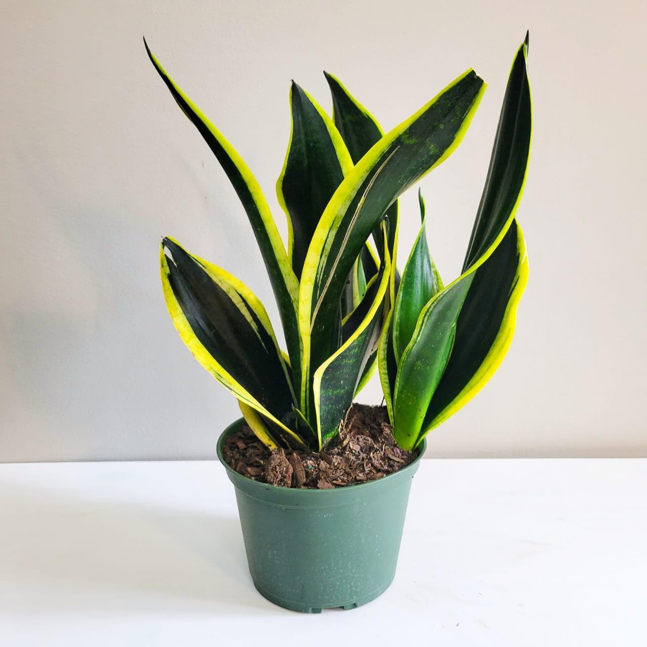 Sansevieria Golden Plant – Mother in Law Tongue Low Light Indoor Plant for Office Desk (Pack of 1 live plant)-image-40