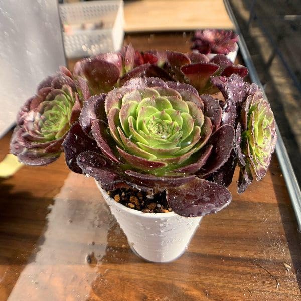 ダークローリー 1カット 中苗 アエオニウム ダークローリー 1カット 中