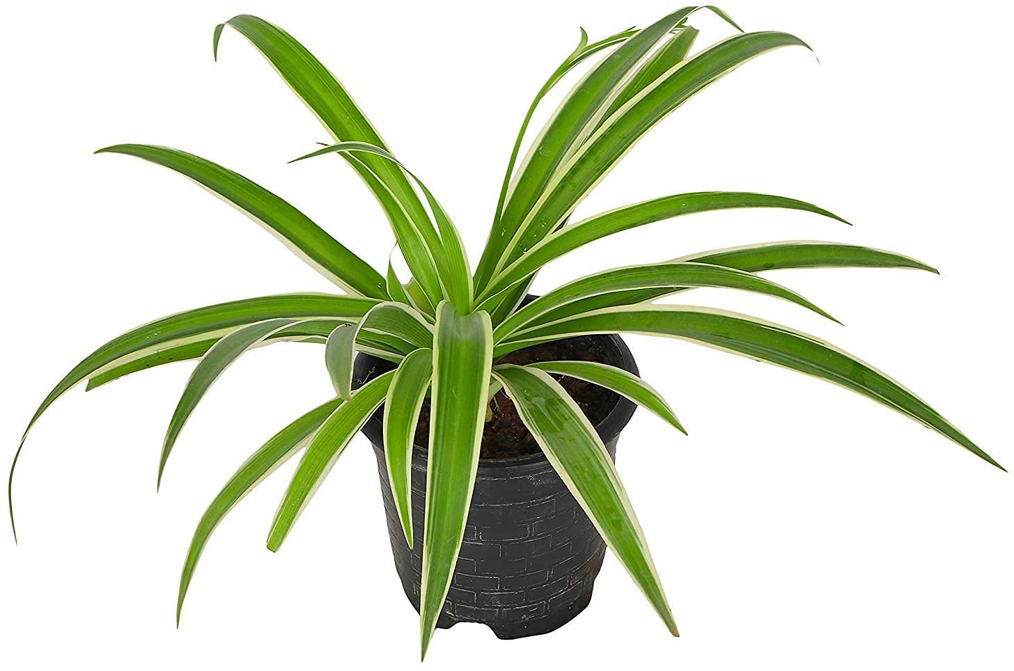 Wideway, Spider Live Indoor Plant Without Pot (B0946SW5RW) Amazon Price History, Amazon Price Tracker