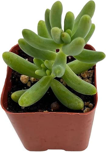 Sedum pachyphyllum Rose, planta de jalea viva, suculenta enraizada en macetas de 2 pulgadas con mezcla de tierra, planta de interior para interiores