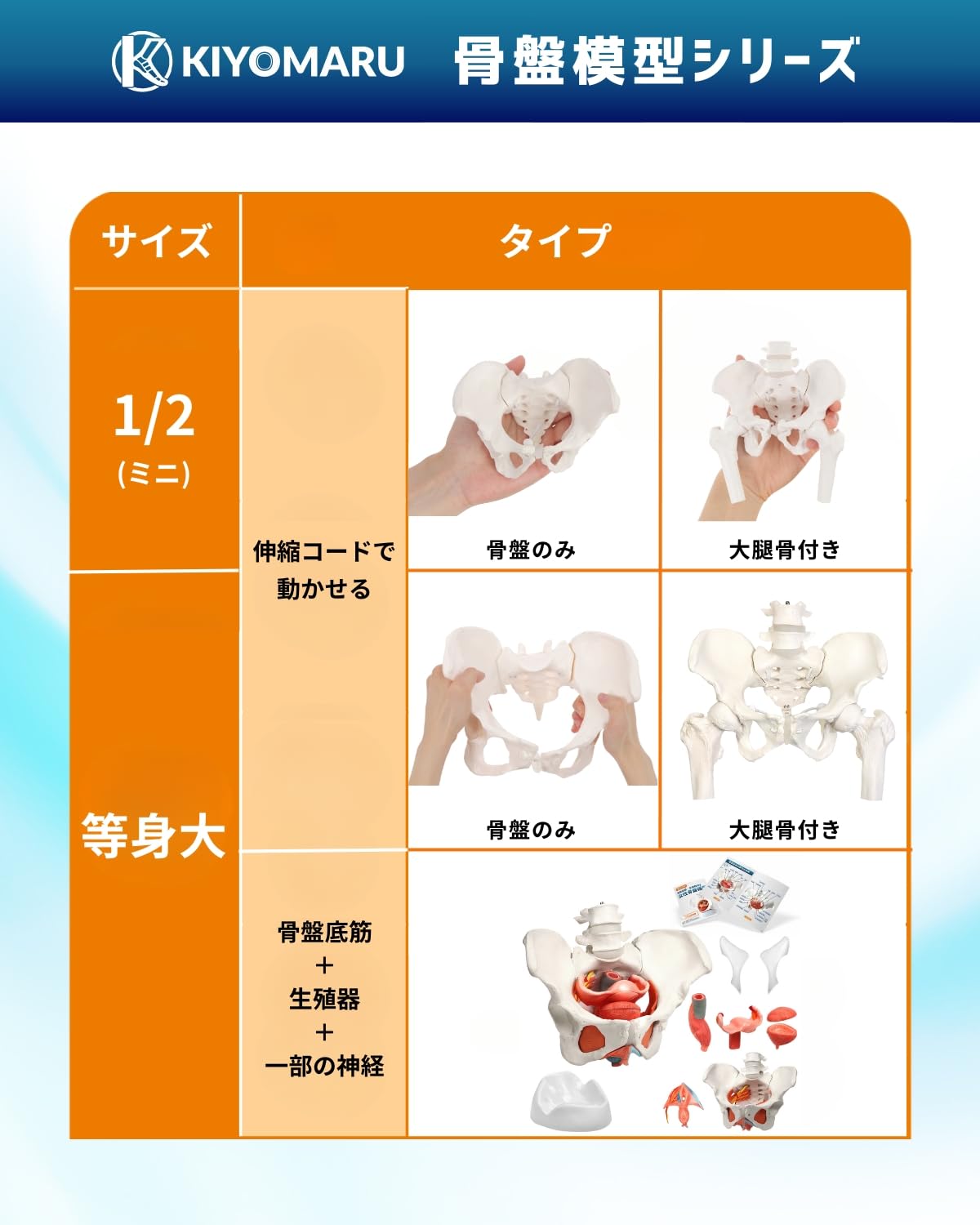 Amazon.co.jp: KIYOMARU ミニサイズのグイッと動かせる骨盤模型 人体