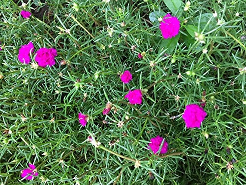 PlantaZee Live 9 O Clock/portulaca Pink Flower Plant - Healthy Live 1 Flower Plant (B09SWTDYP8) Amazon Price History, Amazon Price Tracker