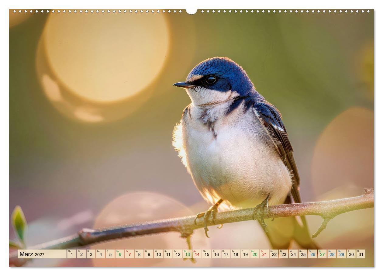CALVENDO · Besondere Vogelportraits (Kalender 2027) | DIN A2 Querformat · Wandkalender · zeigen Vögel in einer Intensität, die man selten so nah erlebt: feine Federstrukturen…