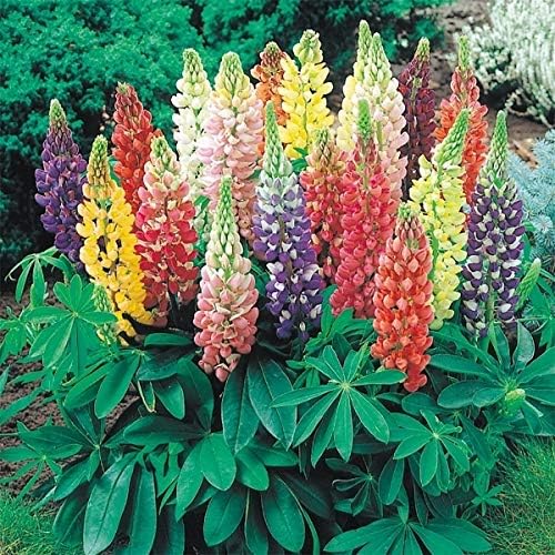 Amazon 国華園 種 花たね ラッセルルピナス混合 1袋 400mg 21年春商品 花 Amazon 国華園 種 花たね ラッセルルピナス混合 1袋 400mg 21年春商品 花