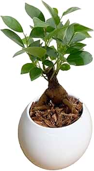 Amazon｜l'arbre blanc ガジュマル 観葉植物 本物 育てやすい 3号【お