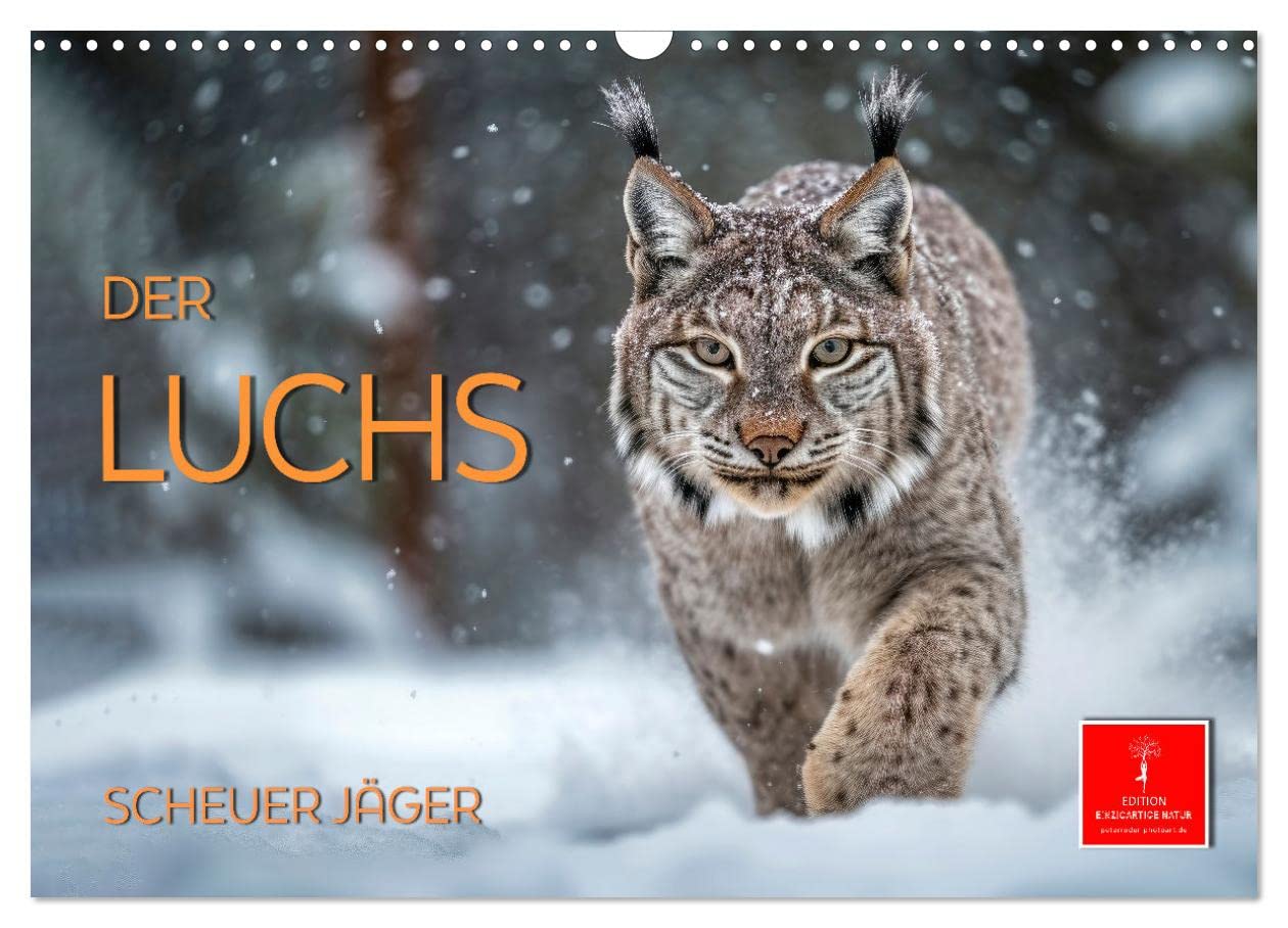 The lynx - shy hunter UK-Version (Wall Calendar 2026 DIN A3 Landscape), CALVENDO 12 Month Wall Calendar