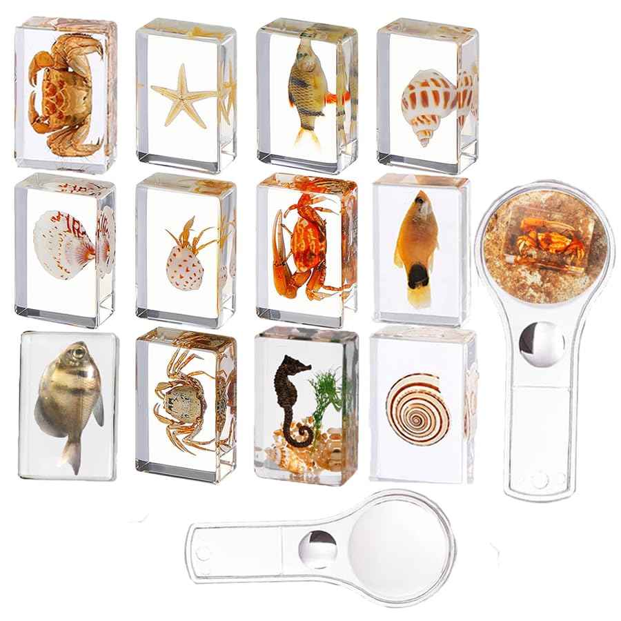 KSVMOAG 12 Pcs Ocean Animal Insect in Resin Specimen Bugs Collection Paperweights,Real Bug Specimen Bug Kit Preserved in Resin for Scientific Educational Display Supplies (Ocean)