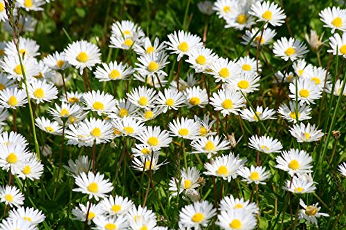Creative Farmer Flower Seeds For Home Common Daisy Flower Seeds - Kitchen Garden Pack (B01LXGAAC1) Amazon Price History, Amazon Price Tracker